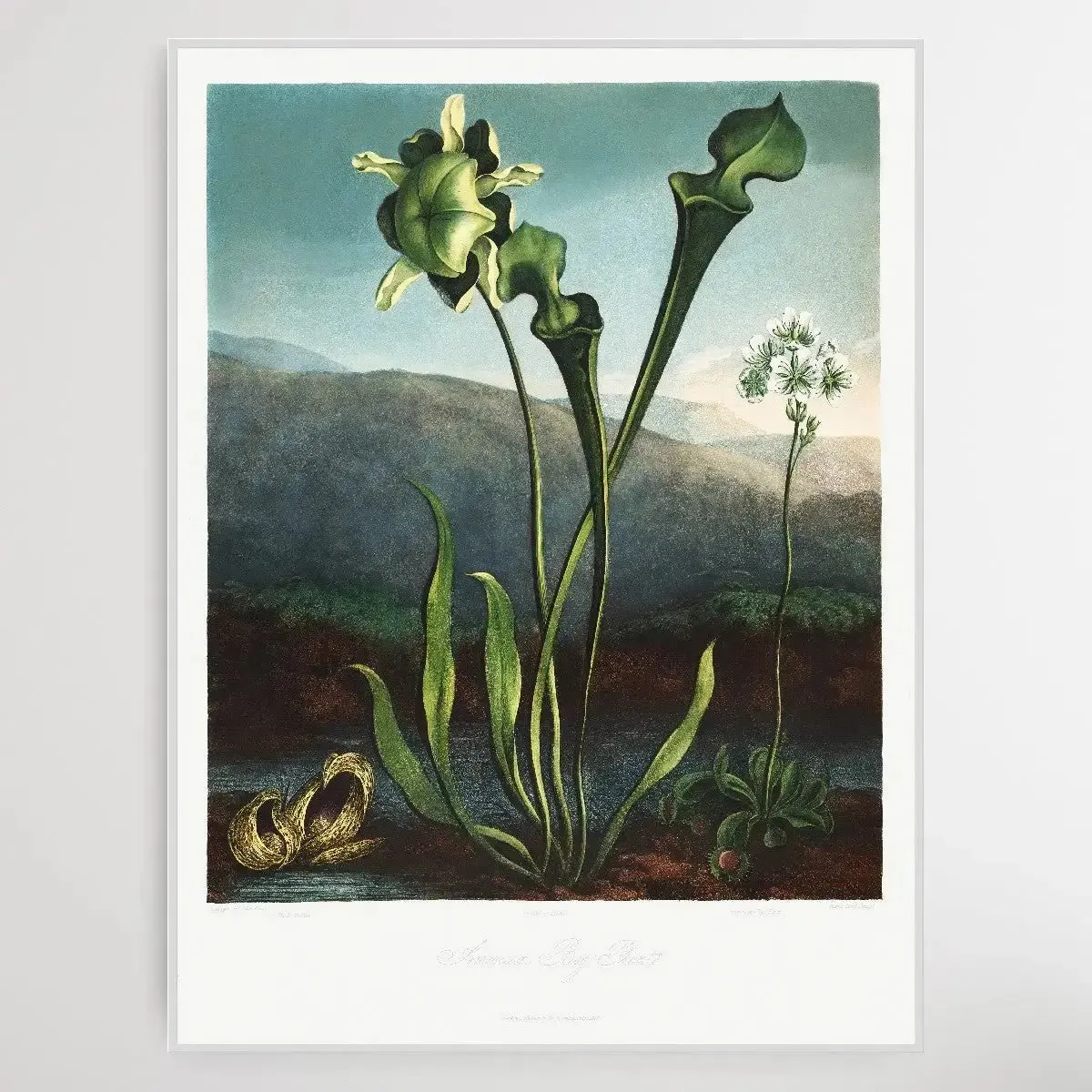 American Bog Plants (1807) by Robert John Thornton