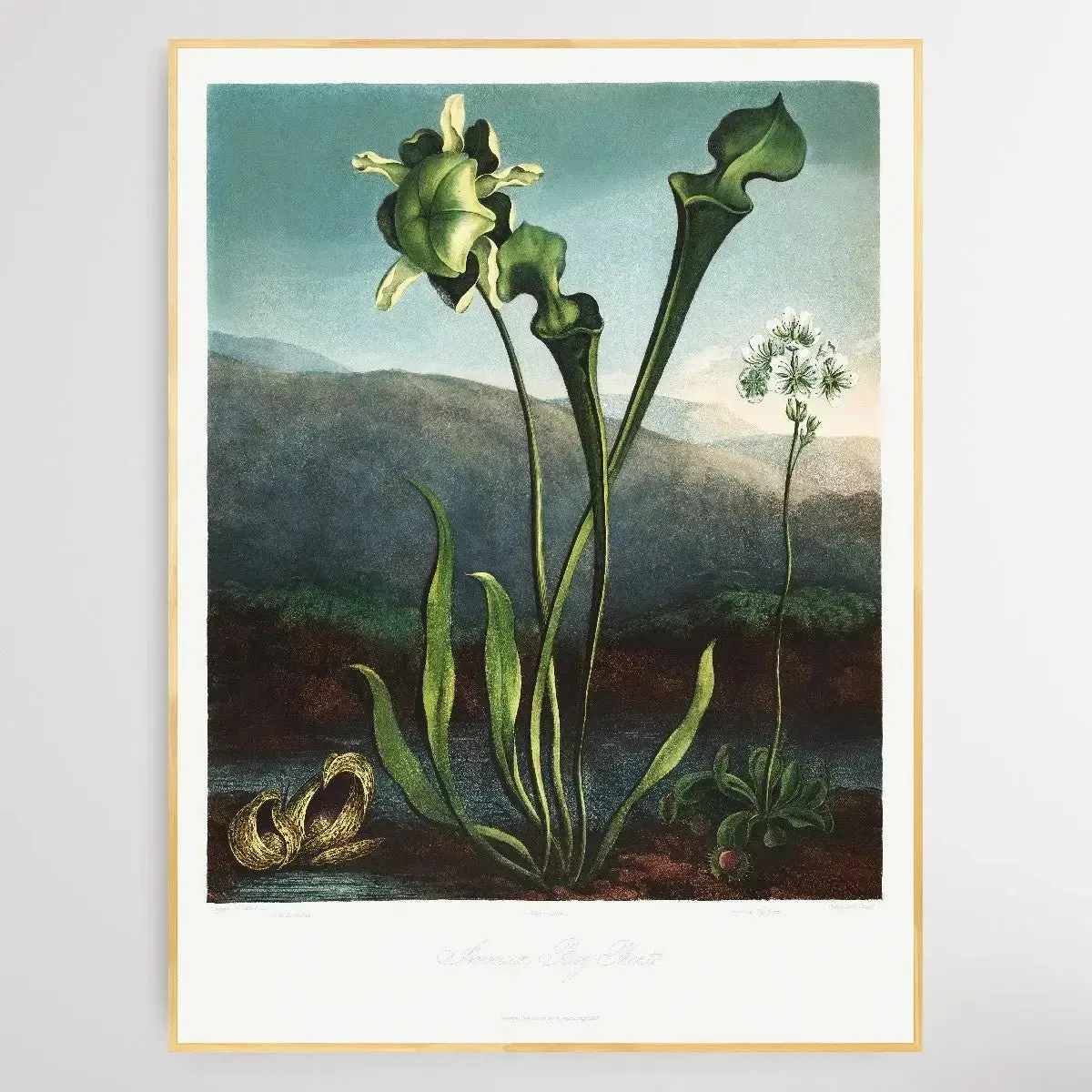 American Bog Plants (1807) by Robert John Thornton