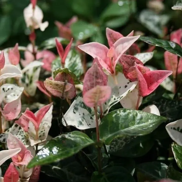 Asiatic Jasmine Snow-n-Summer