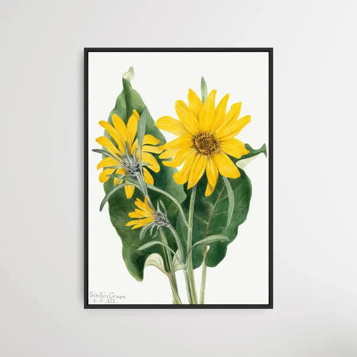 Balsamorhiza sagittata (1923) by Mary Vaux Walcott