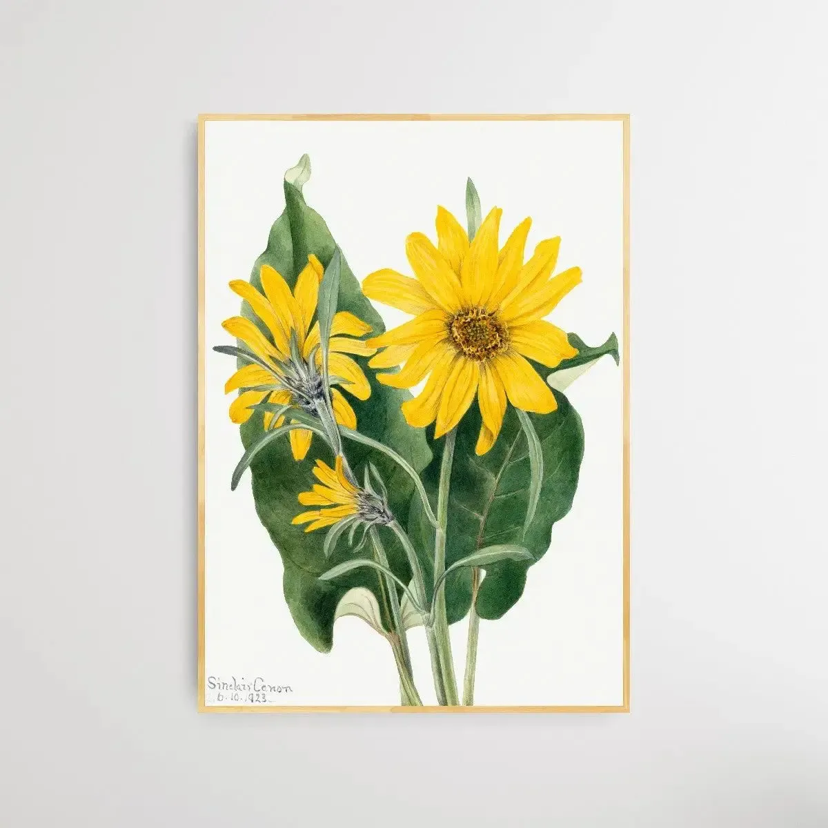 Balsamorhiza sagittata (1923) by Mary Vaux Walcott