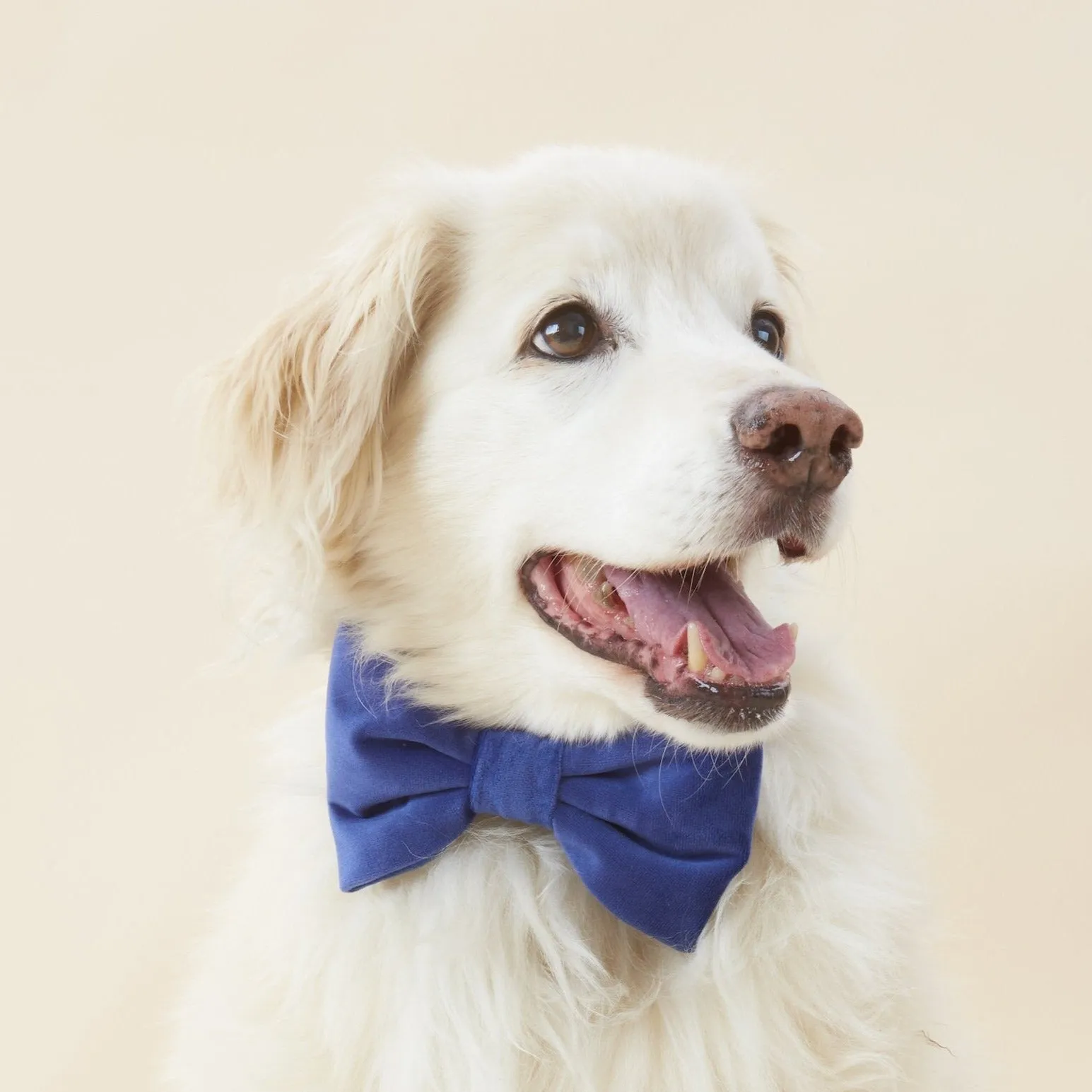 Navy Velvet Dog Bow Tie