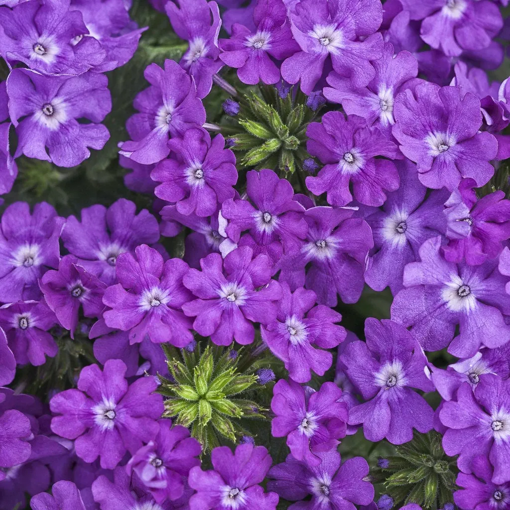 Verbena